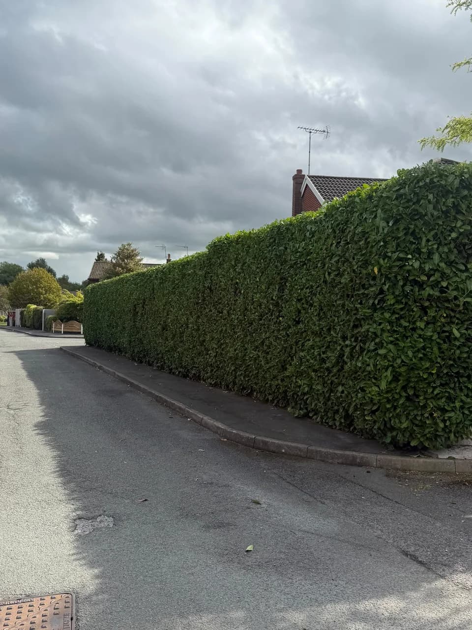 Long laurel hedge after reduction and trimming with the adjacent pavement cleared